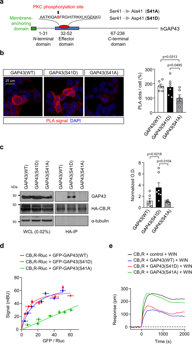 Phosphorylation of GAP43 at S41 facilitates its interaction with CB1R.a Scheme of the mutant constructs aimed to modify GAP43 activation state. b PLA for CB1R and GAP43 was performed with anti-c-myc and anti-GFP antibodies in HEK293T cells transfected with CB1R-myc plus GFP-GAP43(WT), GFP-GAP43(S41D) or GFP-GAP43(S41A). Left, Representative confocal microscopy images show CB1R-GAP43 complexes appearing as red dots. Cell nuclei were stained with DAPI (blue). Right, Quantification of PLA-positive dots per GFP-transfected cell. Values of GFP-GAP43(S41A) were set at 100% (means ± SEM; n = 6 independent experiments; one-way ANOVA with Tukey’s multiple comparisons test). c Left, Co-immunoprecipitation experiments in HEK293T cells co-transfected with HA-tagged CB1R and GAP43(WT), GAP43(S41D), GAP43(S41A). Whole-cell lysates (WCL) are shown. Right, Quantification of optical density (O.D.) values of co-immunoprecipitated GAP43 relative to those of HA-CB1R are shown. Values of GFP-GAP43(S41A) were set at 1 (means ± SEM; GAP43(WT) n = 6 independent experiments, GAP43(S41D) n = 7 independent experiments, GAP43(S41A) n = 7 independent experiments; one-way ANOVA with Tukey’s multiple comparisons test). d BRET saturation experiments in HEK293T cells expressing CB1R-RLuc and increasing amounts of GFP-GAP43(WT), GFP-GAP43(S41D) or GFP-GAP43(S41A). BRET is expressed as milli-BRET units (mBU) (means ± SEM; n = 3 independent experiments). e DMR assays in HEK293T cells transfected with CB1R plus GAP43(WT), GAP43(S41D), GAP43(S41A) or a control empty vector, and exposed to 100 nM WIN-55,212–2 (WIN). A representative experiment is shown (n = 3 independent experiments). Source data are provided as a Source data file.