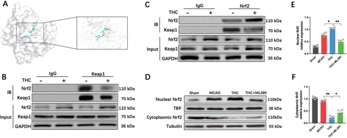 THC promoting Nrf2 nuclear translocation. (A) Molecular docking conformation of THC with Keap1. (B and C) Co‐immunoprecipitation analysis showing the interaction between Keap1 and Nrf2. (D–F) Western blot images and quantitative analysis of Nrf2 protein expression. All data are presented as mean ± SD, n = 6 per group, one‐way ANOVA, *p < 0.05, **p < 0.01, ***p < 0.001.