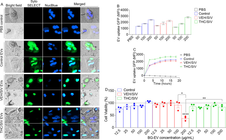 BG-EVs are taken up by astrocytes: we incubated 10,000 astrocytes from CX3CR1+/GFP mice with increasing concentrations (0, 12.5, 25, 50, 100 and 200 µg/mL) of SytoSELECT labeled BG-EVs in the presence of NucBlue (a live cell stain, 30 µL/mL) and seeded in a glass-bottom 96 well plate 24-h prior to experiment. Kinetics imaging (every 3 h) was recorded over the course of 18 h using automated Lionheart FX software [18] (Biotek) after which total GFP (ex/em) and Nucblue (ex/em) intensity were recorded using a plate reader (Synergy H1 Biotek). Astrocytes were assessed for viability using Cell Titer Glow assay (Promega). A Representative 10 × images at 18 h timepoint after addition of BG-EVs. B Total gfp and nucblue intensity as measured by the plate reader. E Viability of astrocytes treated with BG-EVs. Ordinary one-way ANOVA multiple comparison test (Tukey’s test) was used to assess statistical differences. *p < 0.05; **p < 0.01; ***p < 0.001; ****p < 0.0001; ns, non-significant. Error bars represent Standard Deviation