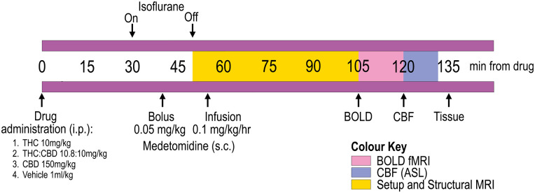 The image is a timeline from an experimental study showing the sequence of drug administration, bolus, infusion, and MRI scans.