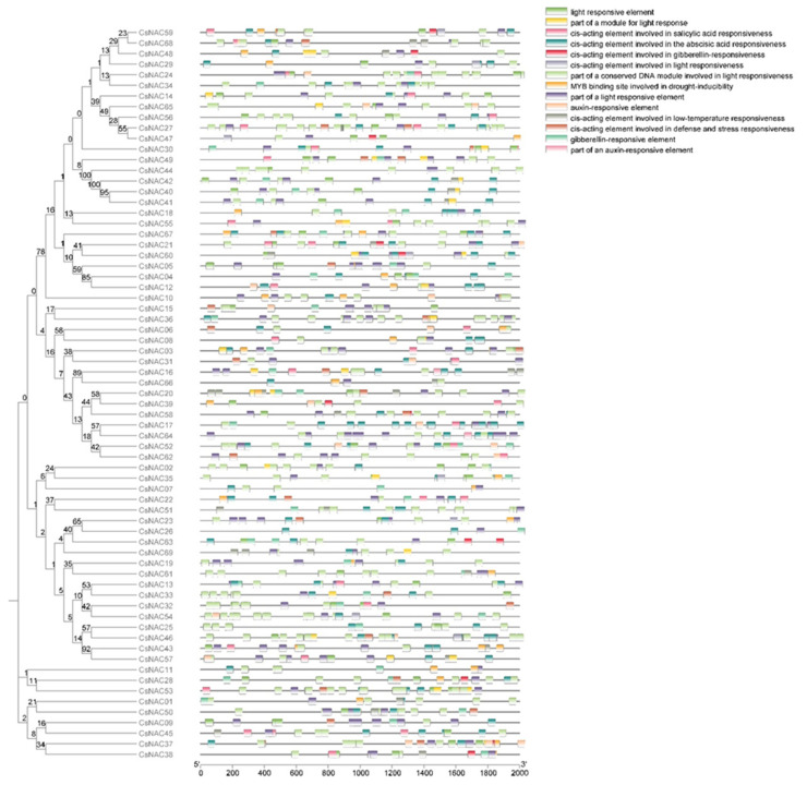Putative cis-acting regulatory elements in the promoters of CsNAC genes. The number on nodes is the bootstrap value of each node.