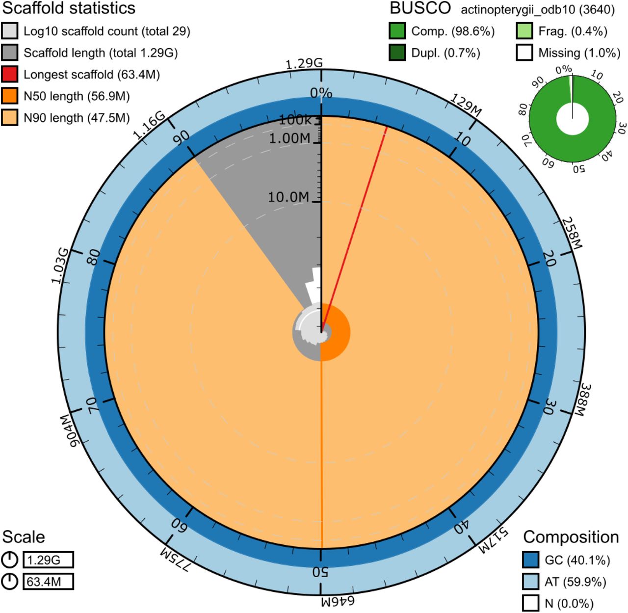 Snail plot summary of assembly statistics.The main plot is divided into 1,000 size-ordered bins around the circumference, with each bin representing 0.1% of the 1,291,697,043 bp assembly including the mitochondrial genome. The distribution of sequence lengths is shown in dark grey, with the plot radius scaled to the longest sequence present in the assembly (63,361,188 bp, shown in red). Orange and pale-orange arcs show the scaffold N50 and N90 sequence lengths (56,937,854 and 47,505,306 bp), respectively. The pale grey spiral shows the cumulative sequence count on a log-scale, with white scale lines showing successive orders of magnitude. The blue and pale-blue area around the outside of the plot shows the distribution of GC, AT, and N percentages in the same bins as the inner plot. A summary of complete, fragmented, duplicated, and missing BUSCO genes found in the assembled genome from the Actinopterygii database (odb10) is shown in the top right.
