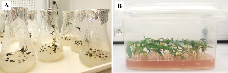 Photographs of in vitro germinated seedlings of C. sativa ‘USO 31’ (A) one-week-old. (B) two-weeks-old.