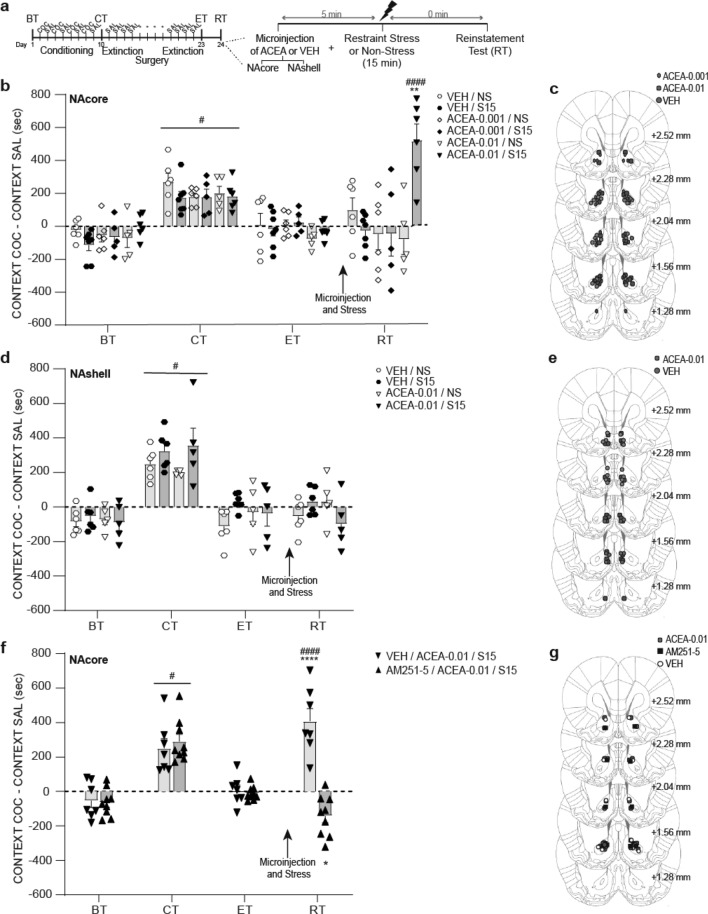 CB1R agonism within NAcore, but not NAshell, in combination with subthreshold restraint stress facilitated reinstatement of cocaine-CPP. (a) Timeline of CPP procedure. Animals that met the extinction criterion received the intra-Nacore or intra-NAshell microinjection of vehicle (VEH) or a dose of ACEA (0.001 or 0.01 fmol/0.5 μl/side, referred as ACEA-0.001 or ACEA-0.01) 5 min before the exposure to restraint stress for 15 min (S15) or remained in their home cages during the same time period (non-stress, NS). (b,d,f) Difference in preference score measured in the cocaine- and the saline-associated context during basal (BT), conditioning (CT), extinction (ET) and reinstatement (RT) tests, using CPP LIADE software, version 1.2 (http://www.liade.inv.efn.uncor.edu/). During the CT, no difference in preference score between groups was found within each experiment (#p < 0.05 compared to BT). Bars in dot plots represent mean ± s.e.m., n = 5–9 in each group. (b) Subjects microinjected with VEH or the lowest dose of ACEA (ACEA-0.001) into NAcore before subthreshold restraint stress did not lead to a significant increase in the time spent in the cocaine-associated context during RT. Intra-NAcore administration of the highest dose of ACEA (ACEA-0.01) before 15 min of restraint stress facilitated reinstatement of cocaine-CPP (**p < 0.01 comparing with the values of all the remaining groups, and ####p < 0.0001 comparing to ET, using Bonferroni’s multiple comparisons post-hoc test). (d) Reinstatement of cocaine-CPP was not facilitated by the intra-NAshell administration of ACEA before restraint stress. (f) Intra-NAcore pretreatment with the highest dose of AM251 prevented the facilitating effect of ACEA to induce reinstatement of cocaine-CPP (****p < 0.0001 comparing with the VEH group in RT, ####p < 0.0001 and *p < 0.05 compared to ET, using a Bonferroni’s multiple comparisons post-hoc test). (c,e,g) Schematic coronal sections of the rat brain, adapted from the stereotaxic atlas of Paxinos and Watson (2007), showing approximate bilateral locations of the microinjector tips in the NAcore (c,g) and NAshell (d) regions of rats included in the data analyses.