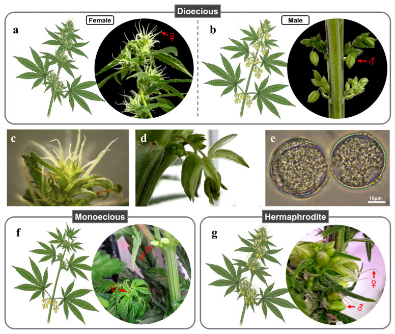 Sexual systems and floral organization in Cannabis sativa L. (a,b) Dioecious plants showing separate female (a) and male (b) individuals. In dioecious C. sativa, female and male plants develop pistillate female flowers (c) and staminate male flowers (d), respectively, on separate individuals. (e) Micrograph of pollen produced by a male flower. (f) Monoecious plant bearing both female and male flowers at distinct spatial locations, with pistillate flowers typically formed at apical regions and staminate flowers arising along the stem. (g) Hermaphroditic expression characterized by the simultaneous presence of female and male reproductive structures within the same inflorescence, often with anthers developing within otherwise pistillate floral tissues. The red arrows indicate the female (♀) and male (♂) reproductive organs. The graphics were created using BioRender (biorender.com).