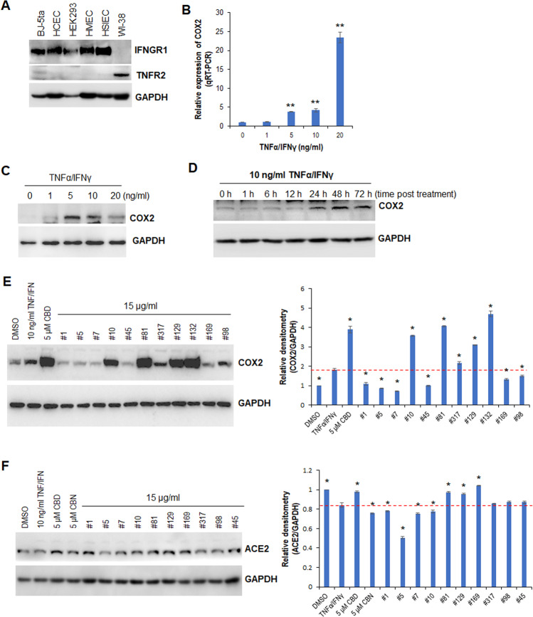 CBD and selected cannabis extracts modulate the expression of COX2 triggered by TNFα/IFNγ.A Western blot analysis of IFNGR1 and TNGR2 in the indicated cell lines. B qRT-PCR analysis of COX2 in WI-38 cells treated with TNFα/IFNγ for 24 h. C Western blot analysis of COX2 in WI-38 cells treated with TNFα/IFNγ for 24 h. D Western blot analysis of COX2 in WI-38 cells treated with TNFα/IFNγ for the indicated time points. E, F Western blot analysis of COX2 (E) and ACE2 (F) in WI-38 cells treated with either TNFα/IFNγ alone or in combination with the indicated cannabinoids or cannabis extracts; relative densitometry was measured using ImageJ. * indicates p < 0.05; ** indicates p < 0.01.