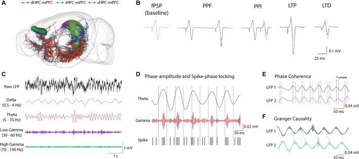 Hippocampus-mPFC anatomical and electrophysiological measures. (A) Distinct HPC projections along the septo-temporal axis. Purple: dHPC; Blue: iHPC; Red: vHPC (brain sites adapted from the Brain Explorer, Allen Institute). (B) Electrophysiological measures of synaptic plasticity in HPC-mPFC pathway. From Left to right: typical fPSP baseline of the iHPC-mPFC pathway, short-term plasticity (PPF and PPI), and long-term plasticity (LTP and LTD) representatives. Paired-pulse stimulations facilitate or inhibit fPSPs response in longer and shorter interval stimulus, respectively. High-frequency stimulation induces LTP while low frequency typically induces LTD. (C) Representative traces of LFPs. Top to down: Raw LFP followed by band-filtered signal in the oscillatory activity commonly investigated in HPC-mPFC (Delta: 0.5–4 Hz, Theta: 5–10 Hz, Low-Gamma: 30-60 Hz, High-Gamma: 70-140 Hz). (D) Phase-amplitude and Spike-phase locking. In the example: Theta coupling to Gamma amplitude and neuronal spikes. These methods measure how the amplitude of a fast activity or the firing rate in one region is modulated by phase of the oscillatory activity in another region (E) Synchrony measures. In the example: Phase difference (Δphase) between theta oscillatory activity across time. Synchrony methods such as spectral and phase coherence measure the consistency of Δphase between two signals over time. (F) Granger Causality. Granger Causality is inferred when the future values of a signal are predicted using prior values of another signal. fPSP, field post-synaptic potential; PPF, paired-pulse facilitation; PPI, paired-pulse inhibition; LTP, long-term potentiation; LTD, long-term depression; LFP, local field potential.