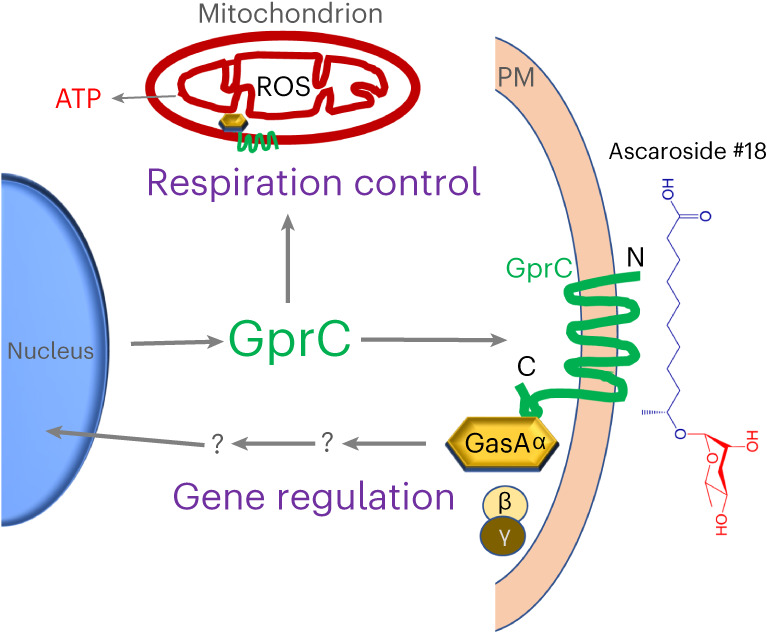 Model of GprC and GasA functioning at the cytoplasmic membrane and in mitochondria.GprC and GasA reside at the cytoplasmic membrane, interact with nematode-derived ascarosides and transmit the signal to the nucleus for gene regulation. In addition, both proteins localize at mitochondria for respiration control.