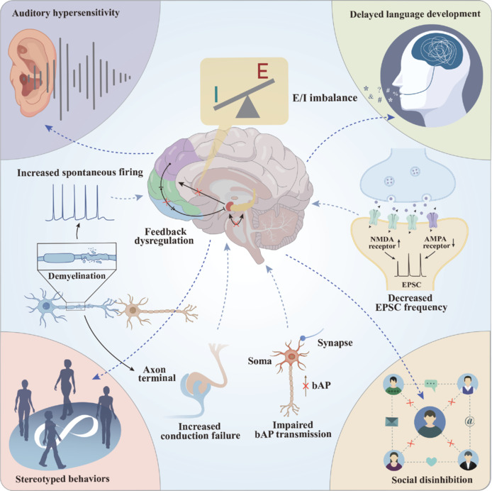 Mechanism of sodium channel dysfunction in ASD.Dysfunction of voltage-gated sodium channels causes myelin damage, bAP conduction failure, and synaptic impairment, disrupting internal feedback and the E/I balance in the brain. These changes lead to sensory sensitivity, delayed language development, repetitive behaviors, and social deficits—hallmark features of ASD. AMPA: α-Amino-3-hydroxy-5-methyl-4-isoxazolepropionic acid; ASD: autism spectrum disorder; bAP: back-propagating action potential; E/I: excitatory/inhibitory; EPSC: excitatory postsynaptic current; NMDA: N-methyl-D-aspartate.