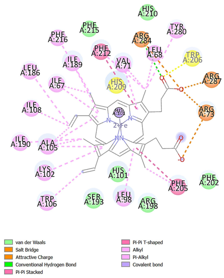 Amino acids forming the active site pocket in NOX2.