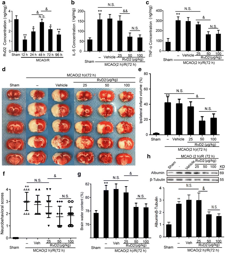 Endogenous production of RvD2 and effects of exogenous RvD2 treatment on brain I/R injury. a The level of the endogenous RvD2 after MCAO/R in brain tissue was detected by ELISA at 12, 24, 48, 72, and 96 h. b and c IL-6 and TNF-α secretions were determined by ELISA after different doses of RvD2 treatment for MCAO/R in brain tissue. d TTC-stained coronal sections from representative animals at 72 h after reperfusion. The infarct volumes and reproducible infarct volumes were observed. e The infarct volume was expressed as a percentage of the ipsilateral hemispheric volume. f The neurobehavioral score was shown as the median, with interquartile range. g Brain water content was detected. h The protein levels of albumin were detected by Western blot, and the mean value of the sham group was normalized to 1.0. In (a–c, e–h), data are means ± SEM. *P < 0.05, **P < 0.01 vs. sham group; &P < 0.05, &&P < 0.01, N.S. = no significant differences, n = 6