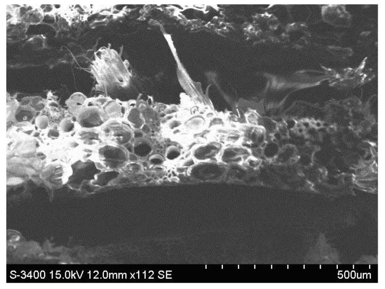 The image of the breaking section of a representative sample of wheat straw-reinforced composite material.