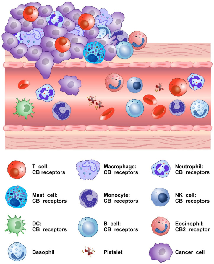 Schematic representation of cells of innate and adaptive immune system expressing CB receptors in the tumor microenvironment.