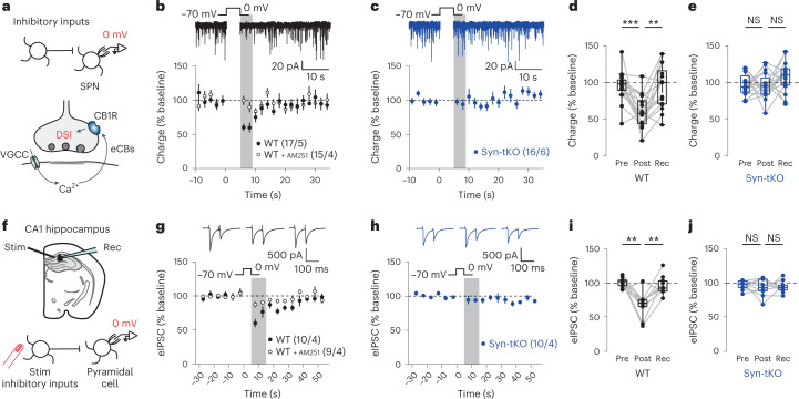 DSI is abolished in Syn-tKO mice.a, Schematic of DSI experiments. Top, whole-cell recordings from SPNs during induction of DSI; bottom, DSI induction pathway engaged with depolarization (depol) (0 mV). b, DSI in WT mice is blocked by AM251 (10 µM); top, representative WT recorded trace. c, DSI is abolished in Syn-tKO mice; top, representative Syn-tKO recorded trace. d, Summary of DSI for WT mice (n = 17 cells, 5 mice, pre-depol: 95.64 ± 5.01%, post-depol: 59.91 ± 5.28%, recovery: 93.51 ± 7.20%, P = 5 × 10−4, P = 1.6 × 10−3). e, Summary of DSI for Syn-tKO mice (n = 16 cells, 6 mice, pre-depol: 97.25 ± 3.66%, post-depol: 95.70 ± 4.54%, recovery: 107.59 ± 5.20%, P = 0.959, P = 0.148). f, Schematic of DSI experiments in CA1 of the hippocampal pyramidal neurons. g,i, Summary of DSI in WT mice (n = 10 cells, 4 mice; pre-depol: 101.50 ± 2.18%; post-depol: 68.26 ± 5.85%; recovery: 96.77 ± 4.36%; P = 3.9 × 10−3, P = 3.9 × 10−3). h,j, Summary of DSI in Syn-tKO (n = 10 cells, 4 mice; pre-depol: 97.24 ± 2.08%; post-depol: 93.70 ± 3.94%; recovery: 94.73 ± 2.72%; P = 0.625, P = 0.846). Data are mean ± s.e.m. d,e,i,j, Box plots are depicted as mean (center), first/third quartiles (lower/upper box limits) and minima/maxima (bottom/top whiskers). Statistical significance was assessed by two-sided tests, including Wilcoxon signed tests (d,e,i,j) (***P < 0.001; **P < 0.01; NS, not significant). Rec, recovery.Source data