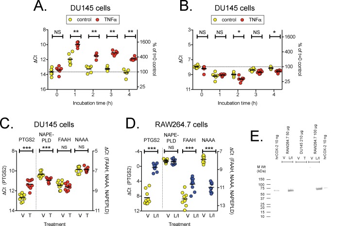 Expression of PTGS2 (COX2), NAPEPLD, FAAH and NAAA in DU145 and RAW264.7 cells.Panels A and B. mRNA levels of PTGS2 (A) and NAPEPLD (B) measured in DU145 cell lysates at different times after TNFα treatment. The individual data points summarised in Table 2 are shown for these two proteins. Panels C and D show mRNA for PTGS2, NAPEPLD, FAAH and NAAA in control (V) and TNFα treated (2 h, T) DU145 cells (Panel B), and in control and LPS + IFNγ-treated (24 h, L/I) RAW264.7 cells (Panel C). Data are for 8–9 separate experiments, undertaken concomitantly with the uptake experiments shown in Fig 2. ***P<0.001, **P<0.01, NSP>0.05, exact two-sided permutation tests (complete enumeration) for the comparison shown. Panel E shows a Western blot for COX-2 with unstimulated and stimulated DU145 (TNFα) and RAW264.7 (LPS + IFNγ) cells. Human recombinant COX-2 is included as a positive control.