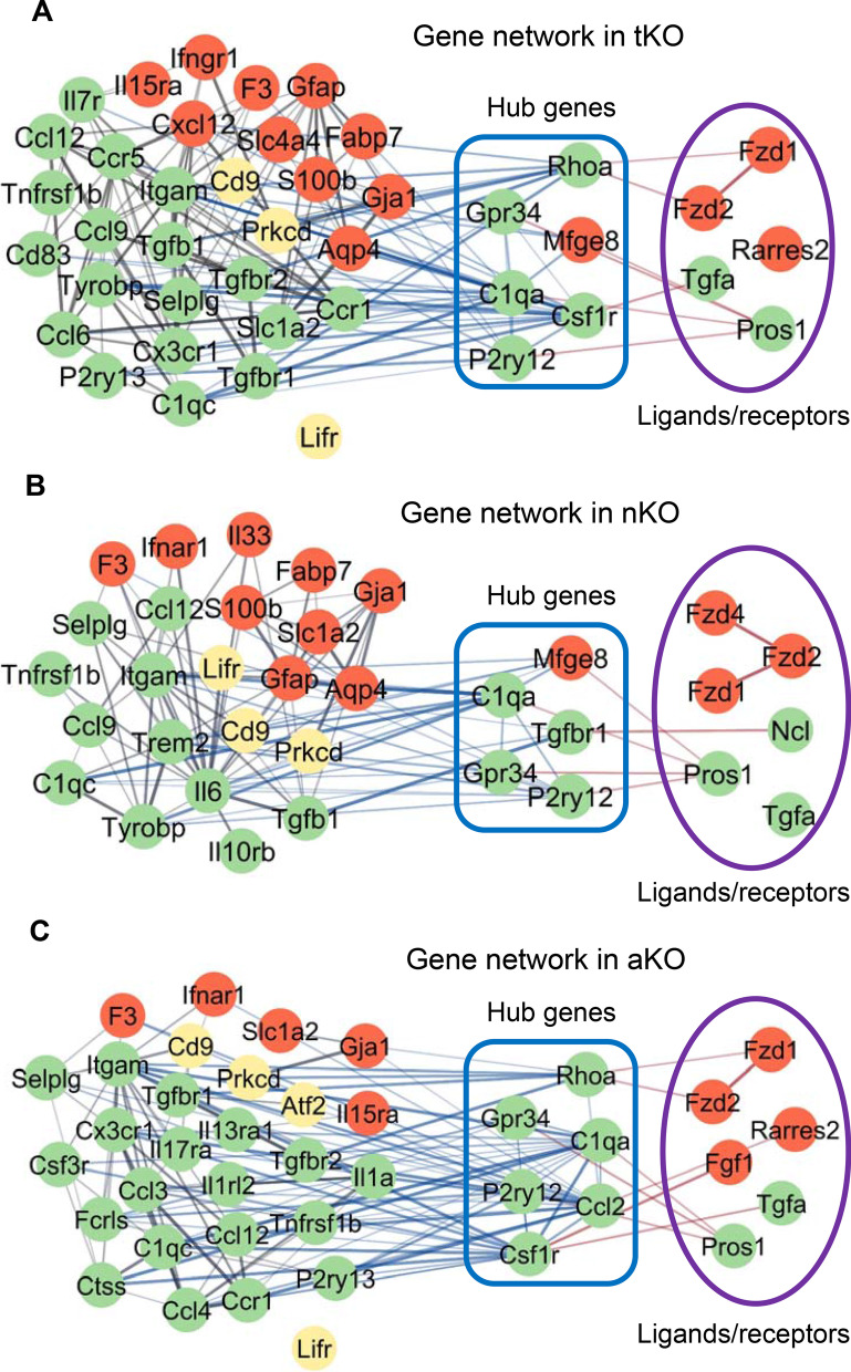 Gene networks between astrocytes and microglia from different genotypes. A Interactions of DEGs and IGs in astrocytes and microglia in tKO mice. B Interactions of DEGs and IGs in microglia and astrocytes in nKO mice. C Interactions of DEGs and IGs in astrocytes and microglia in aKO mice. Node color: green indicates DEGs in microglia; red indicates DEGs in astrocytes; yellow indicates DEGs in both microglia and astrocytes