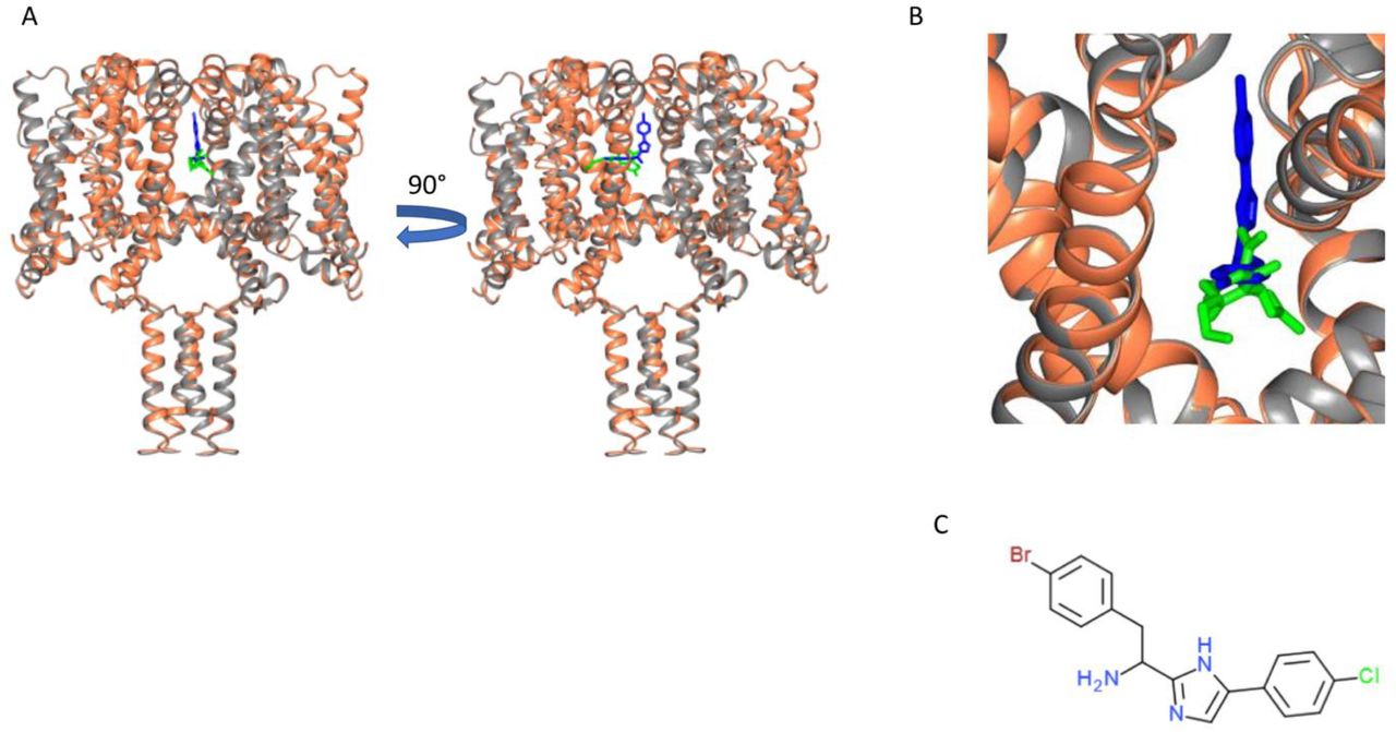 Similarity of CBD and Analgesic Compound Binding Sites.A) Structural alignment of NavMsL-CBD complex (protein in coral ribbon depiction, CBD in green stick depiction), with NavMspore-PI1 complex structure (Bagneris et al, 2014). The NavMs pore protein is in grey ribbon depiction and the PI1 molecule is in blue stick depiction. PI1 is a highly potent designed analgesic compound which binds to and inhibits flux through the NavMs channel (Bagneris et al, 2014). Two views of the aligned structural complexes are shown, rotated by 90 degrees, which show the similarity, but not identity of the binding sites of the two ligands. B) Detailed view showing the locations of these molecules in the pore/fenestration area. C) Chemical structure of the PI1 compound.