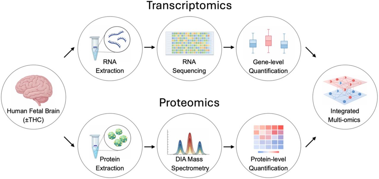 Multi-omics workflow. Schematic overview of the integrated multi-omics workflow applied to human fetal brain tissue. RNA sequencing was performed for gene-level quantification, and global proteomic profiling was performed using DIA mass spectrometry for protein-level quantification. Transcriptomic and proteomic datasets were subsequently integrated to enable multi-omics analysis.