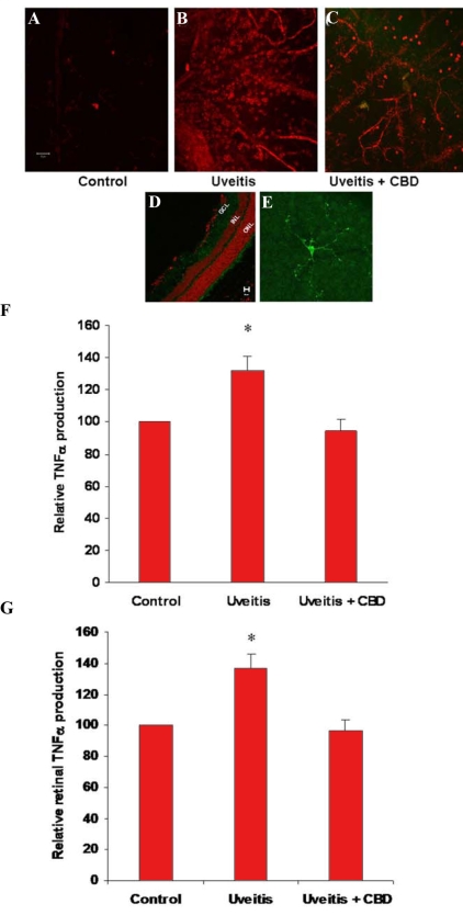 Cannabidiol prevents retinal microglial activation or macrophage infiltration and inhibits serum and retinal tumor necrosis factor release in the uveitic rat. A-E: Confocal micrographs of retina whole-mounts or sections that show activated microglia or infiltrated macrophages as stained by the microglia/macrophage-specific marker CD11b and by Texas red- or Oregon green-conjugated secondary antibody. A: Normal rat. B: Twenty-four h after lipopolysaccharide (LPS) injection. C: Cannabidiol (CBD)-pretreated and LPS-injected. D: Microglia in normal eye sections, Oregon green, counter-stained with propidium iodide (red). E: Microglia in normal retinal whole-mounts, Oregon green. F: Serum TNF-α levels in 3 rats, 24 h after LPS injection with or without CBD treatment (mean±SEM; asterisk represents that it is significantly different when compared with the control at p<0.05). G: Retinal TNF-α levels in 3 rats, 24 h after LPS injection with or without CBD treatment (mean±SEM; asterisk represents that it is significantly different when compared with the control at p<0.05).