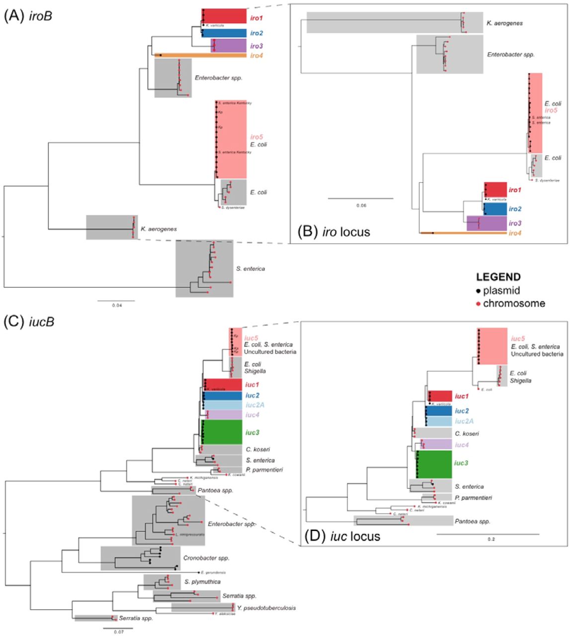 Phylogenetic trees for salmochelin and aerobactin encoding iuc locus in K. pneumoniae and other Enterobacteriaceae bacteria.Trees represent show a midpoint-rooted maximum likelihood phylogeny for representative sequences identified in various Enterobacteriaceae species (listed in Table S6). Tip colours indicate the genetic context of the locus: black=plasmid, red=chromosome. K. pneumoniae iro lineages defined in Fig. 1 are coloured; other species-specific clades are highlighted in grey; individual labelled tips within highlighted clades indicate exceptions to the species label of the clade. Salmochelin trees were inferred using the iroB gene alone (panel a), which show a highly divergent form in Salmonella. Panel (b) Shows a tree inferred from all four genes of the typical K. pneumoniae iro locus (iroBCDN), excluding the distantly related Salmonella variant, to increase resolution within the group containing Klebsiella. Similarly, aerobactin trees were inferred using the iucB gene alone (panel c) to show the overall structure, and separately for the full set of genes in the K. pneumoniae locus (iucABCD, iutA) to provide greater resolution within the group containing Klebsiella (panel d).