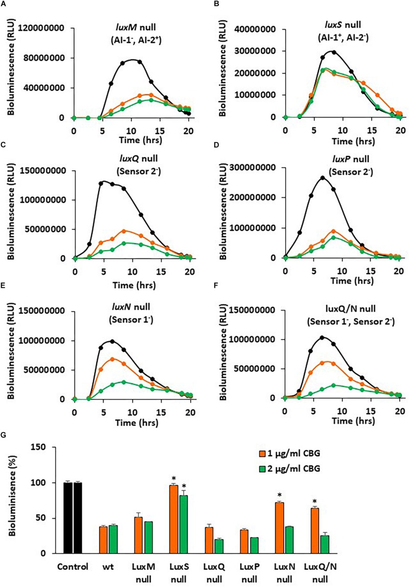 luxS null and luxN null mutants showed diminished response to CBG. (A–F) The bioluminescence of the indicated mutant strains grown in the absence or presence of CBG. The black lines represent control samples of no CBG, the orange lines bacteria treated with 1 μg/ml CBG, and the green lines bacteria treated with 2 μg/ml CBG. Each line is the average of three samples. (G) The relative bioluminescence as determined by the area under the curve (AUC) of the graphs presented in (A–F), N = 3, *p < 0.05 in comparison to CBG-treated wild-type bacteria.