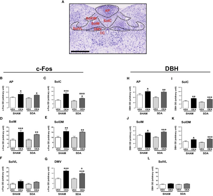 Patterns of c-Fos and DBH expression in the brainstem of both SHAM and SDA rats. Representative photomicrograph (scale bar = 500 μm) showing Nissl staining of coronal rat hindbrain section. The superimposed diagrams show the different subnuclei of the nucleus of the solitary tract (NST), such as commissural part (SolC), medial part (SolM), dorsomedial part (SolDM) and ventrolateral part (SolVL), the dorsal motor nucleus of the vagus (DMV) and the central canal (CC) (A). Semiquantitative densitometric analysis of c-Fos (n=3-7 per group) (B–G) and of dopamine beta-hydroxylase (DBH) (n=4-6 per group) expressions (H–L) within the AP, SolC, SolM, SolDM, SolVL and DMV of both SHAM and SDA rats, treated with either vehicle (VEH; saline solution, PEG, Tween 80, 90/5/5 v/v/v; 2 ml kg-1) or OEA (10 mg kg-1, i.p.). Data are expressed as mean ± SEM. *p<0,05; **p<0,01; ***p<0,001 vs VEH in the same surgery group (Tukey’s test); °p<0,05; °°°p<0,001 vs SHAM in the same treatment group (Tukey’s test).