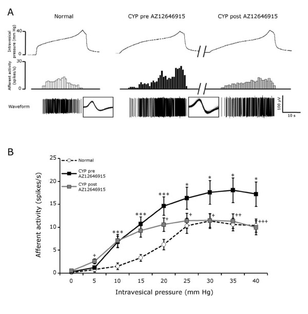 Effects of cyclophosphamide and AZ12646915 on afferent activity in response to mechanical distension. A) Representative traces of one fiber activity in a normal mouse (left panel) and of another fiber from an inflamed mouse (CYP) before and after the intravesical administration of the cannabinoid agonist AZ12646915 (100 μM) (middle and right panels). The superimposed waveforms of each action potential are displayed in the boxes. B) Afferent activity (spikes/s) in response to an increase of intravesical pressure for normal and inflamed (CYP) before and after administration of AZ12646915. Results are mean ± SEM, * P < 0.05, ***P < 0.001 for normal versus CYP (t-test) and + P < 0.05, ++ P < 0.01, +++ P < 0.001 versus CYP pre AZ12646915 (paired t-test). Normal: n = 32 fibers, 10 mice. CYP: n = 29 fibers, 7 mice.
