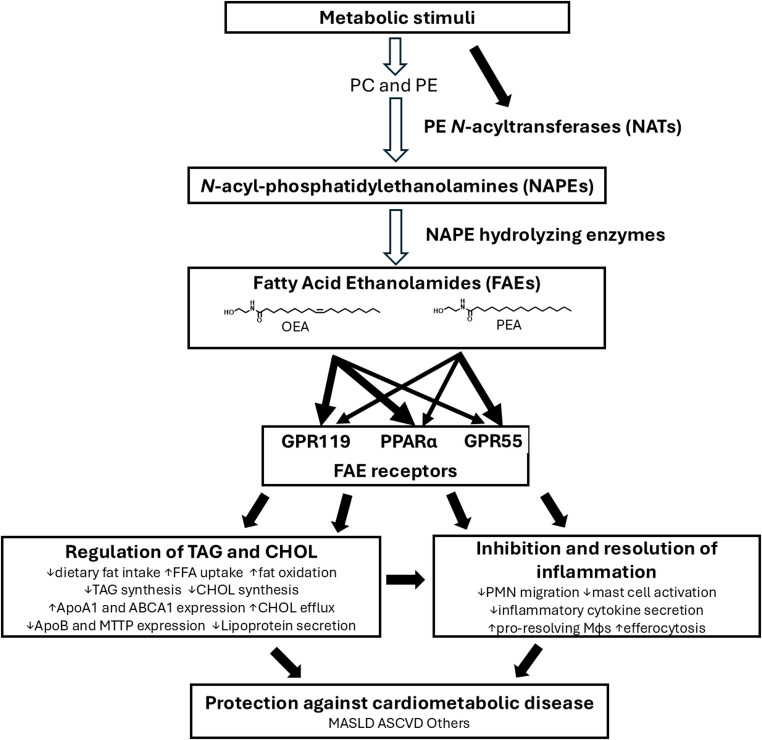 Biosynthesis of fatty acid ethanolamides protects against cardiometabolic diseases. Metabolic stimuli that cause an increase in free fatty acids (FFA) and subsequent increases in phosphatidylcholine (PC) and phosphatidylethanolamine (PE) trigger increased formation of fatty acid ethanolamides (FAEs) including oleoylethanolamide (OEA) and palmitoylethanolamide (PEA). These metabolic stimuli may increase the activity of the N-acyltransferases that form NAPEs. OEA and PEA then act on receptors including PPARα, GPR119, and GPR55 to regulate triglyceride (TAG) and cholesterol (CHOL) metabolism and inflammation. The integrated effects of FAE receptor activation protect against cardiometabolic diseases including metabolic-dysfunction associated steatotic liver disease (MASLD) and atherosclerotic cardiovascular disease (ASCVD). Hollow arrows indicate biochemical synthesis pathways and filled arrows represent signaling pathways,
