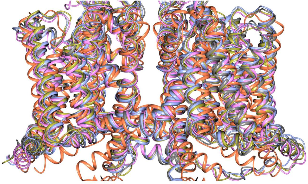 Overlay of Crystal Structure of NavMs (coral) and CryoEM Structures of hNavs 1.2 (grey), 1.4 (blue), 1.7 (gold) and rat Nav1.5 (pink).