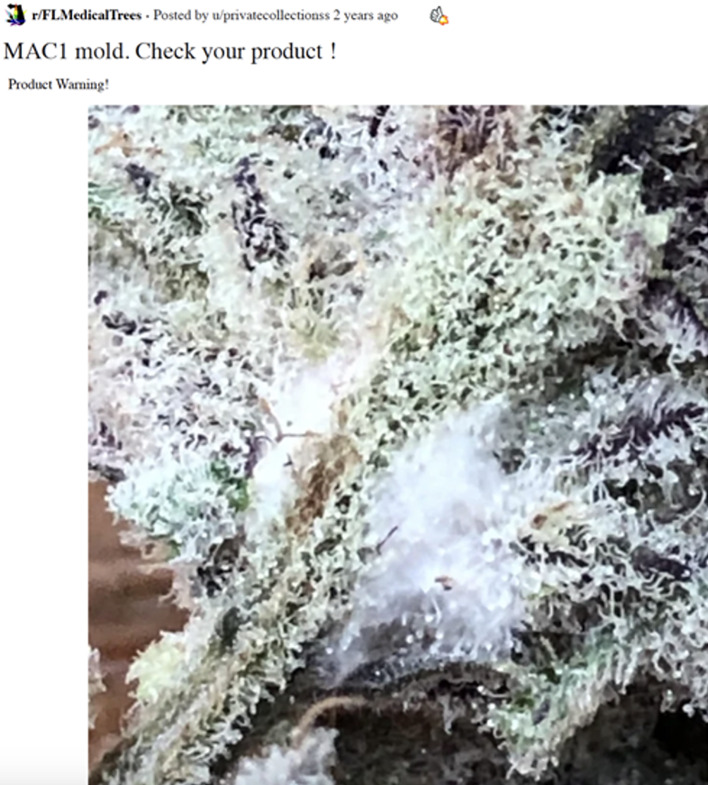 Close-up of possible mold on cannabis flower. This figure is a zoomed-in image of the top of a cannabis flower, close to the stem, focusing on a thick patch of white that appears to be contaminated. Adapted from FLMedicalTrees.