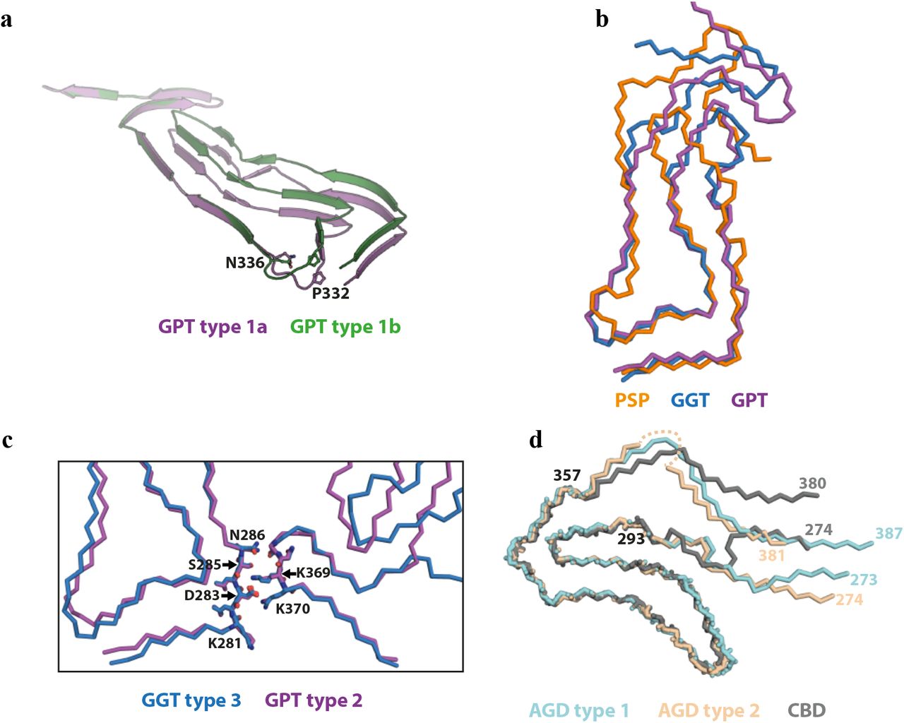 Structural comparisonsa) Two different main-chain conformations for GPT type 1 filaments (type 1a in purple; type 1b in green). b) Comparison of the PSP (orange), GGT (blue) and GPT (purple) folds. c) Comparison of the inter-protofilament interface of GGT type 3 and GPT type 2 filaments. d) Comparison of the AGD type 1 (light blue), AGD type 2 (pink) and CBD (gray) folds.
