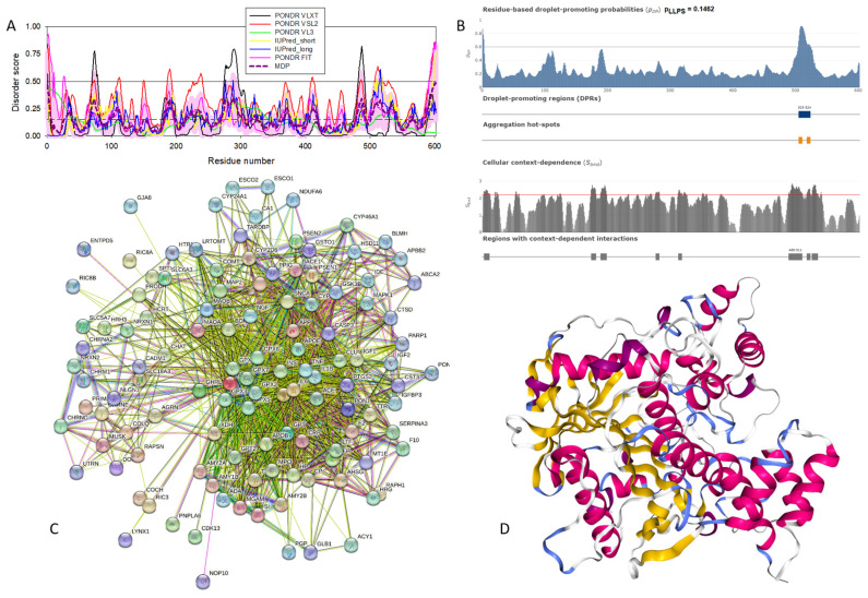 Structural and functional characterization of human cholinesterase (UniProt ID: P06276). (A) Intrinsic disorder profile generated by RIDAO. (B) FuzDrop output. (C) Cholinesterase-centered PPI network generated by STRING. This network was generated using the custom confidence value of 0.400 for the minimum required interaction score. (D) X-ray crystal structure of human cholinesterase (PDB ID: 1P0I).
