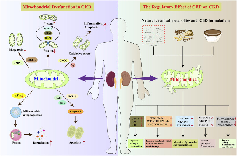 Illustration comparing mitochondrial dysfunction in chronic kidney disease (CKD) on the left with regulatory effects of cannabidiol (CBD) on CKD on the right. The left side shows altered mitochondrial dynamics, increased oxidative stress, and apoptosis leading to kidney damage. The right side depicts natural compounds and CBD formulations improving mitochondrial function through various molecular pathways, offering renal protection and reduced inflammation.