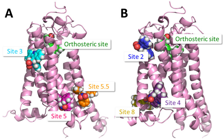 The six putative PAM binding sites on CB1 considered in this study, shown with bound GAT229, and the orthosteric agonist CP55940 (green). (A) View of Site 3, the ZCZ011 binding site from the crystal structure in [23] (GAT229 in cyan), and two potential cholesterol binding sites, Site 5 (GAT229 in magenta), and Site 5.5 (GAT229 in orange). (B) View of Site 2, the putative GAT229 binding site proposed in [22] (GAT229 in blue), Site 4, the putative GAT228 binding site proposed in [22] (GAT229 in purple), and Site 8, the putative pregnenolone binding site proposed in [24] (GAT229 in yellow). [Figure created using the PyMOL Molecular Graphics System, Version 2.0 Schrödinger, LLC New York, NY, USA].