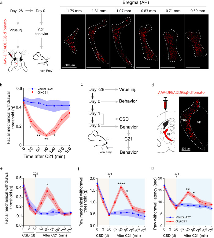 TRN is critical for CSD-induced hyperalgesia.a, b Chemogenetic inhibition of the TRN promoted nociceptive behavior. a Experimental diagram of targeted TRN inhibition using AAV8-hDlx-Gi GREADD-dTomato or AAV8-hDlx-dTomato as a control. The images were tangential brain slices from a representative mouse to demonstrate dTomato expression in the TRN. This experiment was repeated independently three times with similar results. b Facial mechanical withdrawal threshold at the indicated time points post-C21 administration. (n = 8 mice, Vector+C21 vs Gi+C21 at 30 min p = 0.0206, 60 min p = 0.0055, 90 min p = 0.0015, 120 min p = 0.0342). Two-way ANOVA indicated that the differences in behavioral parameters between the two groups were statistically significant. The Bonferroni post hoc test indicated that the differences were statistically significant at the indicated time points; *p < 0.05, **p < 0.01. c–g Chemogenetic activation of the TRN alleviated CSD-induced pain sensitivity. c Diagram of experimental design. AAV-hDlx-Gq GREADD-dTomato or the control AAV-hDlx-dTomato control was injected into the mouse TRN, and the mice were maintained for 4 weeks to allow virus expression. All mice were then subjected to CSD followed by C21 administration at 1 pm on the day of the last CSD session. d Representative image of TRN DREADDs expression and this experiment was repeated independently three times with similar results. The facial mechanical withdrawal threshold (Vector+C21 vs Gq+C21 at 60 min p = 0.0166) e hindpaw mechanical withdrawal threshold (Vector+C21 vs Gq+C21 at 60 min p < 0.0001, 90 min p = 0.0378) f and hindpaw thermal withdrawal latency (Vector+C21 vs Gq+C21 at 60 min p = 0.0095, 90 min p = 0.0407) g were examined at the indicated time points (n = 8 mice). Two-way ANOVA indicated that the differences in behavioral parameters between the two groups were statistically significant. The Bonferroni post hoc test indicated the differences were statistically significant at the indicated time points. Data are presented as mean ± SEM, *p < 0.05, **p < 0.01, ****p < 0.0001. Source data are provided as a Source Data file. DREADDs: designer receptors exclusively activated by designer drugs. VP ventral posterior nucleus of the thalamus.