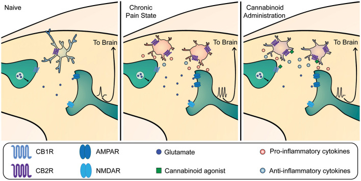 Mechanism of cannabinoid-mediated reduction in dorsal horn hyperexcitability in chronic pain. Left panel: Under homeostatic conditions, microglia are present in their surveillant phenotype. Cannabinoid receptor 1 (CB1R) is expressed on primary afferent terminals. Mid panel: In chronic pain states, microglia become active and contribute to dorsal horn neuron hyperexcitability through release of pro-inflammatory mediators that act on nociceptive circuitry to increase output sent to the brain. This occurs in tandem with other neuronal mechanisms including an increase in α-amino-3-hydroxy-5-methyl-4-isoxazolepropionic acid receptor (AMPAR) trafficking and phosphorylation, and phosphorylation of N-methyl-D-aspartate receptors (NMDAR), which all contribute to central sensitization. Right panel: Exogenous and endogenous cannabinoids can bind to CBRs on both neurons and microglia within the dorsal horn. CB1Rs are present predominantly on neurons at the presynaptic terminal, where their activation decreases vesicular release to reduce glutamate release onto nociceptive projection neurons. CB2Rs are present predominantly on microglia, where their activation shifts microglia to produce more anti-inflammatory mediators and fewer pro-inflammatory mediators. Together, activation of both neuronal and microglial CBRs leads to a reduction in nociceptive output.