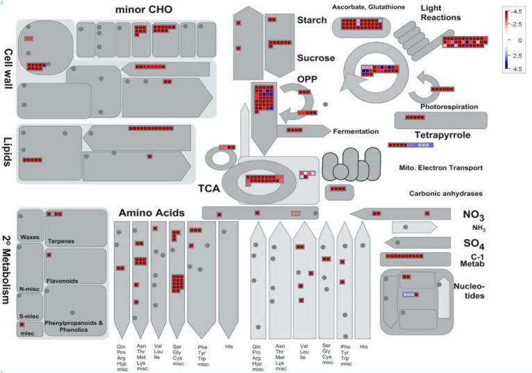 Mapman batch classification of proteins relating to metabolism in trichome stalks vs late flowers.Fold change differences in a protein’s abundance is indicated by the legend key where blue represents proteins more abundant in glandular trichome stalks, white indicates no change in a proteins abundance, and red indicates proteins found more abundant in late-stage flowers.