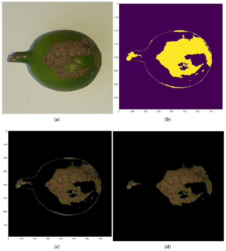 Illustration of the segmentation process applied to a sample image. (a) Original coffee berry image. (b) Extracted mask highlighting the region of interest. (c) Initial segmented image showing the isolated berry area. (d) Final segmented image after applying post-processing steps such as noise removal, erosion, and dilation to enhance accuracy and clarity.