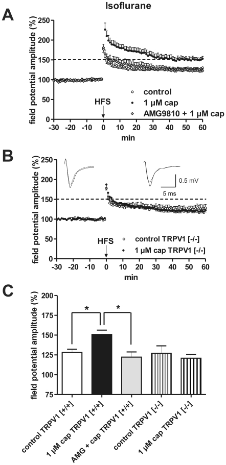 Isoflurane anesthesia before euthanasia instead of ether caused a capsaicin-induced enhancement of LA-LTP in horizontal slices derived from adult mice.(A) HFS-induced LTP is increased in magnitude by 1 µM capsaicin in comparison with control. This increase can be blocked by the specific TRPV1 antagonist AMG9810. (B) Capsaicin-induced LTP enhancement is absent in TRPV1−/− mice. Representative traces were recorded 5 min prior to tetanus (dashed lines) and 60 min after tetanus (solid lines). (C) Bar histogram of data points averaged 57 to 60 min after HFS and normalized with respect to baseline (mean ± SEM). Significant differences are indicated. *p≤0.05.