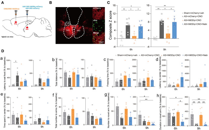 The MDglu-PrL circuit was responsible for the effect of eCBs on POD. (A) Scheme of viral injection and CNO application. (B) The injection site (left) and activation efficiency (right). (C) The composite Z score at 6 h (left) and 9 h (right) after AS. (D) The latency to eat food in buried food test (a); the total distance (b), the freezing time (c), the latency to center (d), time spent in center (e) in the open field; the total number to arm (f), number to novel arm (g), duration in the novel arm (h) in Y maze at 6 h (left) and 9 h (right) after AS. Data are shown as mean ± SEM. N = 6. *P < 0.05, **P < 0.01. AS, anesthesia and surgery; Nabi, nabilone; CNO, clozapine N-oxide; mCherry, AAV-DIO-mCherry; hM3Dq, AAV-DIO-hM3Dq-mCherry; PrL, prelimbic cortex; MD, mediodorsal thalamus.