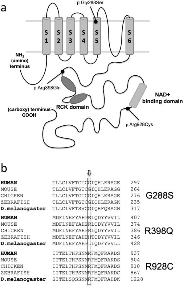 Position and evolutionary conservation of mutated amino acid residues. Position and evolutionary conservation of the amino acid residues altered by the three patient KCNT1 missense mutations investigated in this study, G288S, R398Q and R928C. (a) Schematic diagram of the KCNT1 channel showing the positions of the three mutations investigated in this study. (b) Alignment of the orthologous KCNT1 proteins found in different species showing the high evolutionary conservation of the amino acids altered by the 3 KCNT1 mutations investigated in this study.