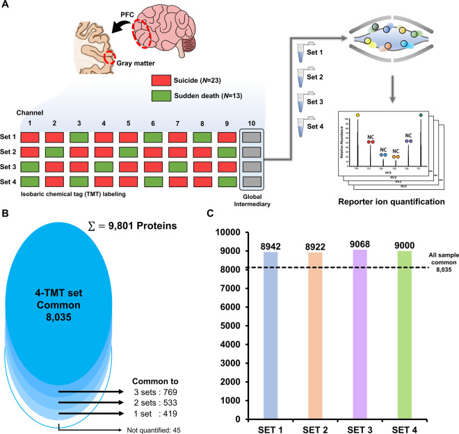 Detailed experimental workflow.A Distribution of the 36 samples to four tandem mass tag (TMT) experimental sets. Each experimental set comprised nine samples and one common pooled sample. B A total of 8035 proteins were quantified in all four experimental sets. C About 9000 proteins were identified similarly in all four experimental sets.