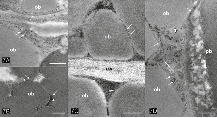 TEM images of cotyledonary cells illustrate the activity of rough ER. (A) Rough ER (arrows) was closely associated with oil bodies, reflecting the intimate functional relationship between the two organelles. (B, C) High electron-dense protein products (arrows) were aggregated outside of oil bodies. (D) Rough ER (arrows) directly acted to degenerate the membrane of oil bodies (wide arrow). Abbreviations: cw; cell wall, ob; oil body, pb; protein body. Scale bars (A, C) = 250 nm; (B) = 0.5 µm; (D) = 500 µm.