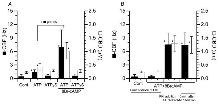 Effects of ATPγS (an ATP analogue) and PKI-amide (a PKA inhibitor) on the CBF and CBD in isolated cilia reactivated by ATP or ATP plus 8Br-cAMP. (A) ATPγS. The addition of ATPγS did not reactivate the repeated beating of isolated cilia. ATPγS plus 8Br-cAMP did not increase the CBF or CBD in isolated cilia. (B) PKI-amide. Prior treatment with PKI-amide (1 µM) did not increase the CBF or CBD in isolated cilia stimulated by ATP plus 8Br-cAMP. When cilia were reactivated by ATP plus 8Br-cAMP, the further addition of PKI-amide did not decrease CBF or CBD. * Significantly different vs. control (p < 0.05).