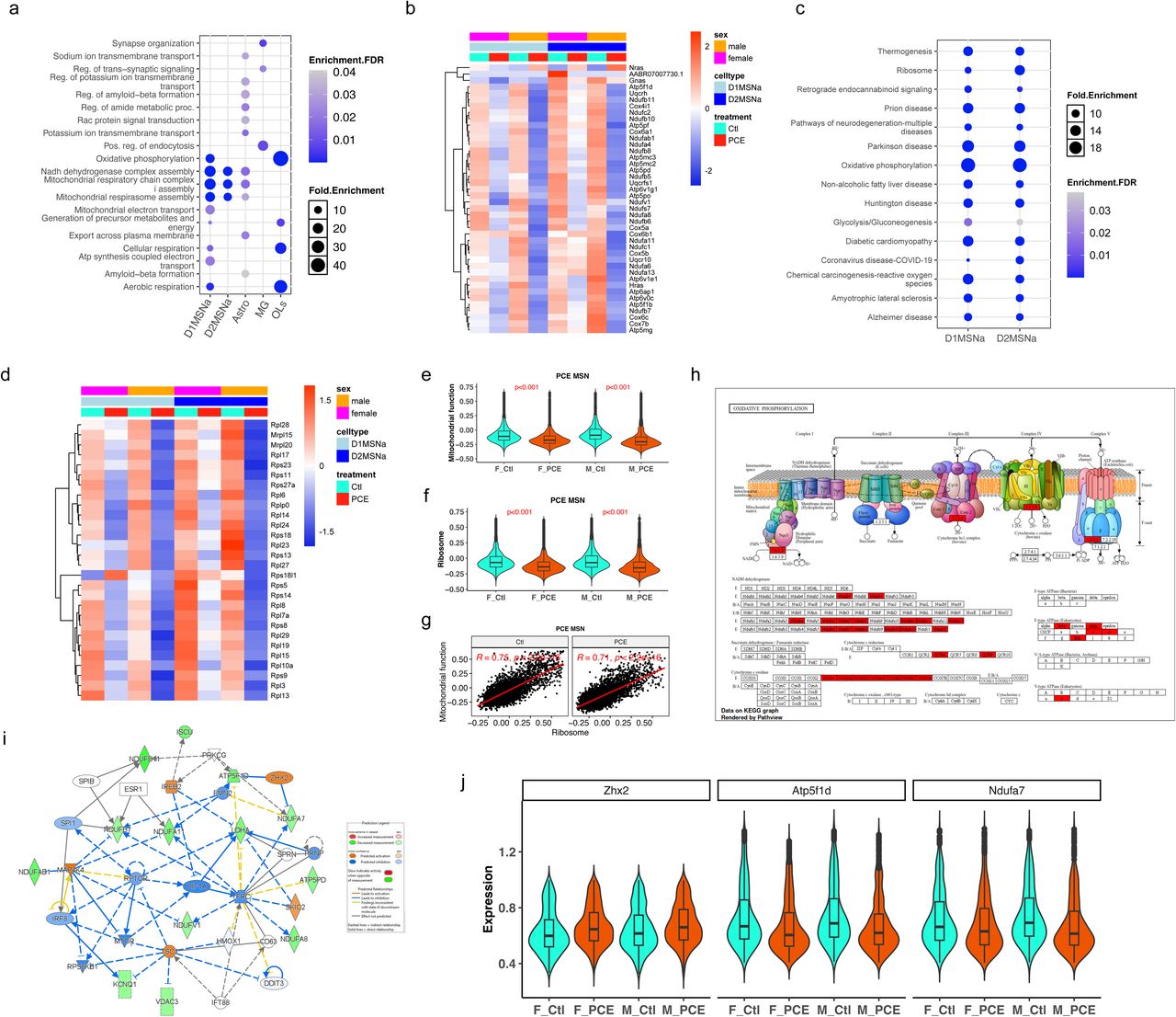 PCE induces mitochondrial dysfunction(a) Dot plot showing the top enriched Gene Ontology biological processes (GO: BP) based on DEGs (combined male and female) induced by PCE across five major cell types. (b) Heatmap displaying the expression of D1MSNa and D2MSNa DEGs enriched in GO: BP. (c) Dot plot illustrating common KEGG pathways enriched from D1MSNa and D2MSNa DEGs. (d) Heatmap showing the expression of D1MSNa and D2MSN DEGs enriched in ribosomal assembly pathways. (e, f) Violin plots showing mitochondrial function scores (e), and ribosome module scores (f) in MSNs. (g) Pearson correlations between ribosome module scores and mitochondrial function scores in male MSNs, shown as a representative analysis. MSNs include combined D1MSNa and D2MSNa populations. (h) Schematic of mitochondrial oxidative phosphorylation (OXPHOS) with PCE-associated DEGs highlighted in red. (i) Ingenuity Pathway Analysis (IPA) network of OXPHOS enriched from combined male and female PCE DEGs. (j) Violin plots showing normalized expression levels of Zhx2, Atp5f1d, and Ndufa7 at the single-nucleus level. For clarity, only D1MSNa and D2MSNa populations were shown, as they represent the predominant D1- and D2- MSN subtypes, respectively.