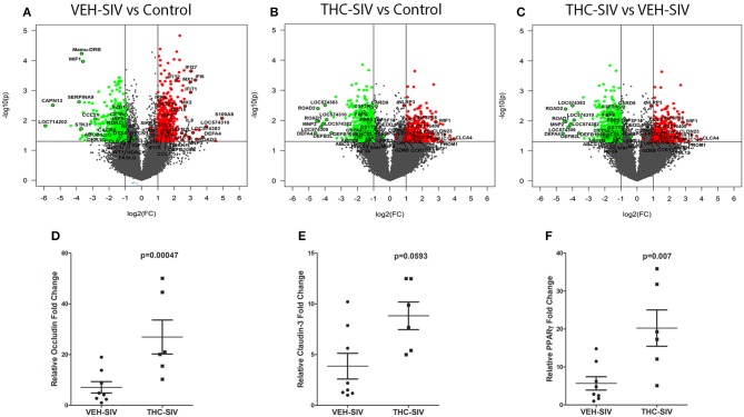 Changes in mRNA expression in the whole colon tissue of chronically SIV-infected rhesus macaques administered vehicle (VEH) or delta-9-tetrahydrocannabinol (Δ9-THC). Volcano plot shows the relationship between fold-change (X-axis) and statistical significance (Y-axis) of differentially expressed mRNAs in VEH/SIV (A) and THC/SIV (B) rhesus macaques relative to controls and in THC/SIV relative to VEH/SIV rhesus macaques (C). The vertical lines in (A–C) correspond to 2.0-fold up and down, respectively, and the horizontal line represents p ≤ 0.05. The negative log of statistical significance (p-value) (base 10) is plotted on the Y-axis, and the log of the fold change base (base 2) is plotted on the X-axis. All differentially expressed mRNAs listed in Supplementary Tables 5–10 are listed and highlighted with a black outer border in (A–C). RT-qPCR confirmation of OCLN (D), CLDN3 (E), and PPARγ (F) mRNA expression in the jejunal epithelium of THC/SIV compared to VEH/SIV rhesus macaques. The RT-qPCR analysis was performed twice, and the data were analyzed using the non-parametric Wilcoxon's rank sum test for independent samples. The error bars represent standard error of mean fold change within each group.