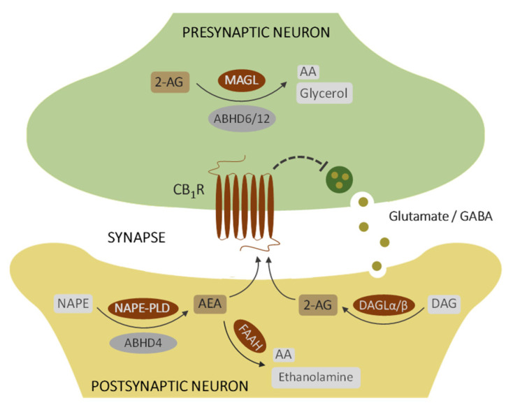 The endocannabinoid system. Cartoon depicting the main elements of the endocannabinoid system in the brain. The synaptic function of endocannabinoids (AEA and 2-AG) and the proteins involved in their signalling (CB1R), synthesis (NAPE-PLD, DAGLα/β, ABHD4) and degradation (FAAH, MAGL, ABHD6, ABHD12) is summarised (see abbreviations and further information in the text). Other abbreviations: AA, arachidonic acid; DAG, diacylglycerol; GABA, γ-aminobutyric acid; NAPE, N-acyl-phosphatidylethanolamine. Note that CB2R is not included in the scheme because its expression is essentially restricted to microglial cells.