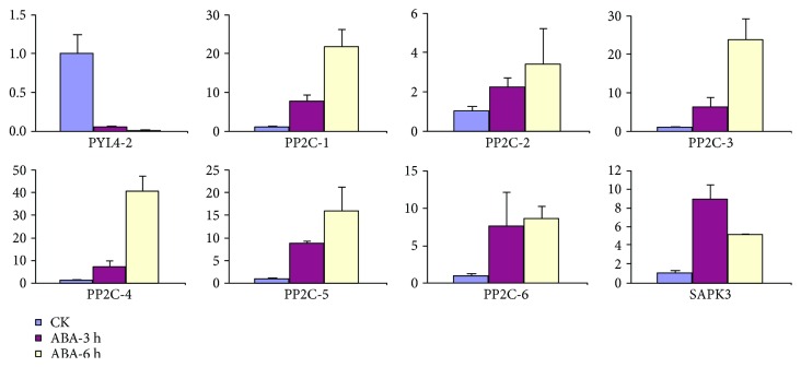 Expression profiles of drought stress-induced genes after ABA treatment determined by qRT-PCR. Data from qRT-PCR are means of three replicates, and bars represent standard error. PYL4: abscisic acid receptor PYL4 (JP449530); PP2C-1: protein phosphatase 2C (JP474397); PP2C-2: protein phosphatase 2C (JP473042); PP2C-3: protein phosphatase 2C (JP478284); PP2C-4: protein phosphatase 2C (JP477418); PP2C-5: protein phosphatase 2C (JP469562); PP2C-6: protein phosphatase 2C (JP455237); SAPK3: serine/threonine-protein kinase (JP477935).
