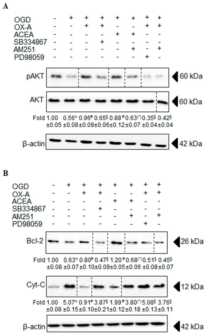 Effect of OX-A or ACEA on OGD-induced apoptosis in primary cortical neurons. (A) Neurons were incubated with AM251 (0.5 µM), SB 334867 (10 µM) or PD98059 (50 µM) for 15 min, exposed to OX-A (0.2 µM) for an additional 30 min and, finally, subjected to OGD for 60 min. The cells returned to the incubator under normoxic conditions for 20 h prior to analyzing the total cell extract with Western blotting using anti-phospho-Akt serine 473 or AKT antibodies. Fold data represent the mean ± SEM of three separate experiments, each performed in duplicate, normalized to the total proteins present in the extract of control cells. (B) Cells, treated as in (A), returned to the incubator under normoxic conditions for 20 h prior to isolating the mitochondrial and cytosolic fractions. Cytosolic fractions were finally processed for Western blot analysis using cytochrome c or Bcl-2 antibodies. Fold data represent the mean ± SEM of three separate experiments, each performed in duplicate, normalized to the total proteins present in the cytosolic fractions of control cells. Blots shown are representative of three separate experiments with similar outcomes. The β-actin bands confirm that similar amounts of proteins were loaded on the gel for each sample. * p < 0.01 vs. untreated cells; # p < 0.01 vs. OGD-treated cells; § p < 0.01 vs. OGD/OX-A-treated cells; (*) p < 0.01 vs. OGD/ACEA-treated cells (one-way ANOVA followed by Bonferroni test).