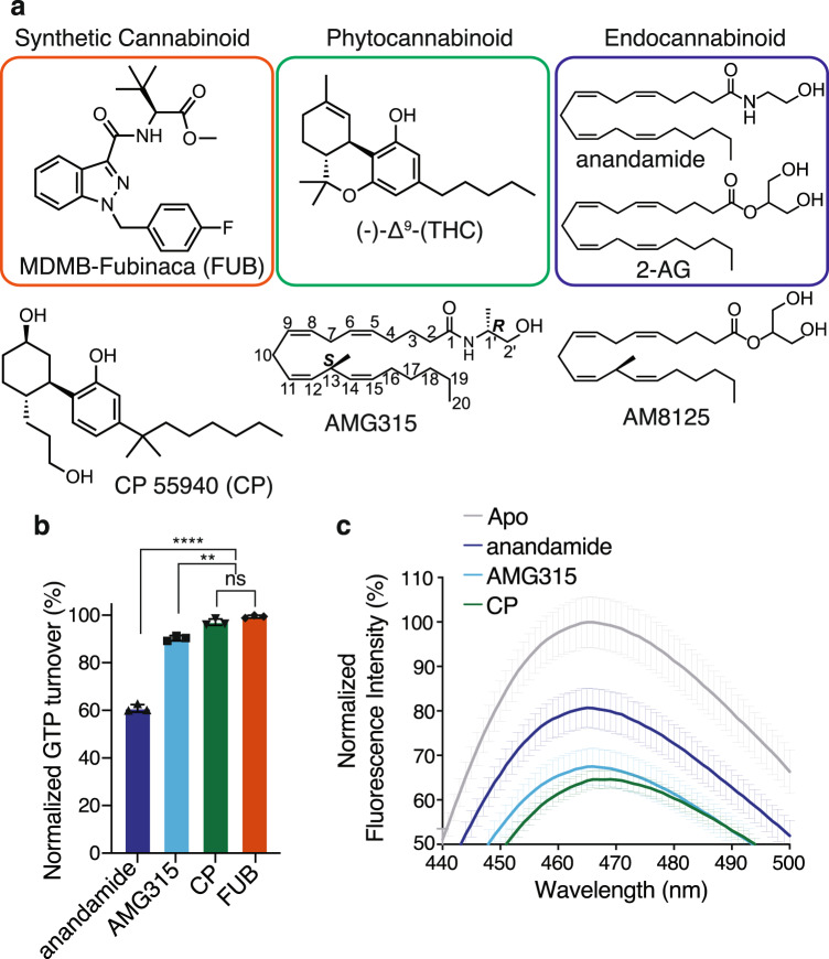 CB1 activation and GTP turnover by cannabinoids.a Chemical structures of a synthetic cannabinoid (MDMB-Fubinaca, FUB), a phytocannabinoid ((−)-trans-Δ9-tetrahydrocannabinol, (-)Δ9-THC) and the endocannabinoids (anandamide and 2-Arachidonoylglycerol, 2-AG). Structures of analogs of phytocannabinoid (CP 55940, CP) and endocannabinoid (AMG315 and AM8125) were used in this study. b GTP turnover assay showing efficient turnover produced by CP (CP 55940), AMG315 and anandamide with Gi1 (Data normalization done with FUB (MDMB-Fubinaca) as 100% and receptor alone as 0%). Data represented as mean ± SD, p < 0.0001****, p = 0.0026** and p = 0.0507 (ns), unpaired t-test (two-tailed), n = 3 independent). c Bimane spectra monitoring TM6 showing differences between anandamide-bound CB1 compared to CP (CP 55940) and AMG315 (Data represented as mean ± SD, n = 3 independent experiment).